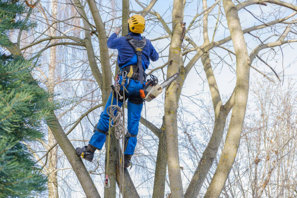 How Our Tree Care Process Works  in  Hoboken, NJ